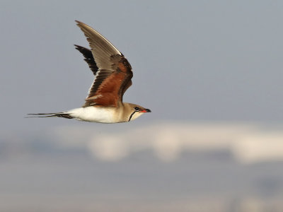 Collared Pratincole (Glareola pratincola)