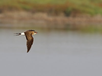 Collared Pratincole (Glareola pratincola)