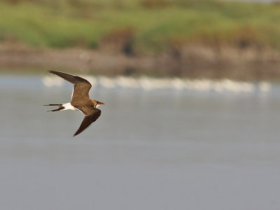 Collared Pratincole (Glareola pratincola)