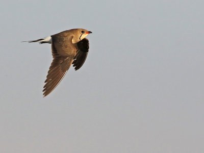 Collared Pratincole (Glareola pratincola)