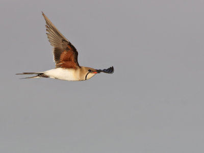 Collared Pratincole (Glareola pratincola)