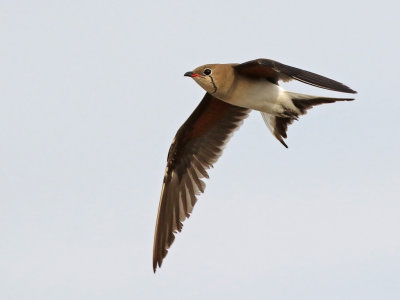 Collared Pratincole (Glareola pratincola)