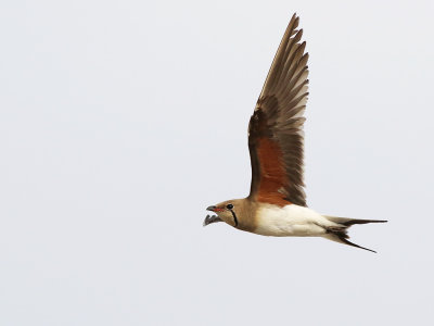 Collared Pratincole (Glareola pratincola) 