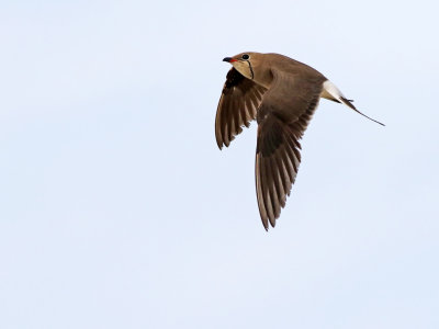 Collared Pratincole (Glareola pratincola) 