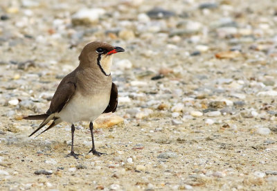 Collared Pratincole (Glareola pratincola)