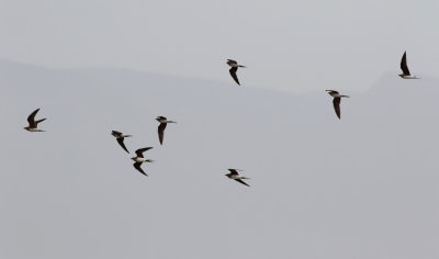 Collared Pratincole (Glareola pratincola) 