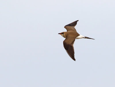 Collared Pratincole (Glareola pratincola)