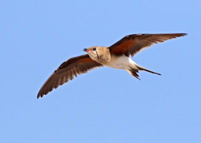 Collared Pratincole (Glareola pratincola)