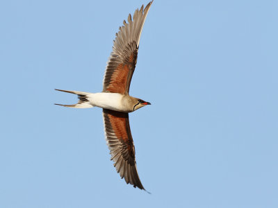 Collared Pratincole (Glareola pratincola) 