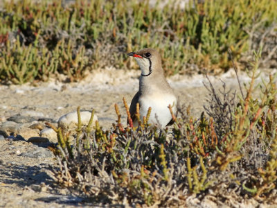 Collared Pratincole (Glareola pratincola)