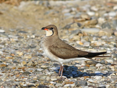 Collared Pratincole (Glareola pratincola) 