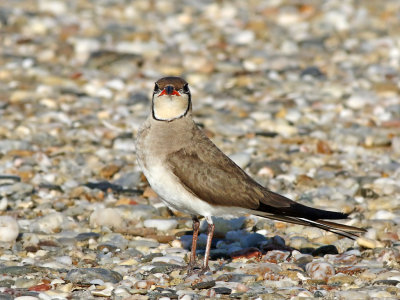 Collared Pratincole (Glareola pratincola)  