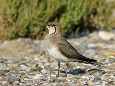 Collared Pratincole (Glareola pratincola)