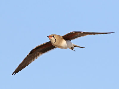 Collared Pratincole (Glareola pratincola)