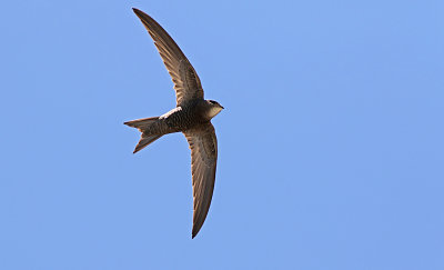 Pallid Swift (Apus pallidus)