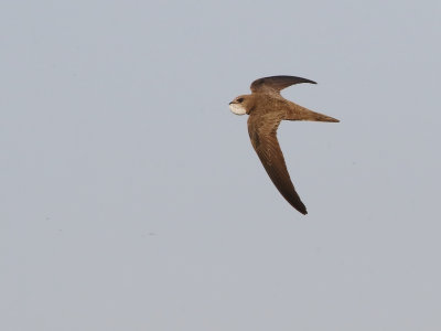 Pallid Swift (Apus pallidus)