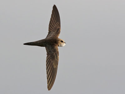 Pallid Swift (Apus pallidus)