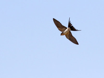 Red-rumped Swallow (Hirundo daurica) 