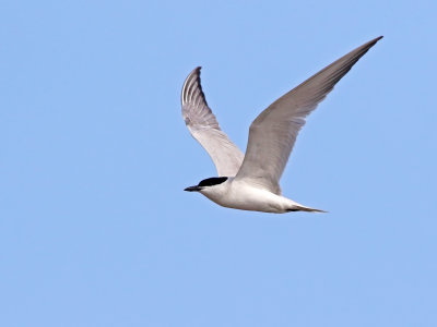 Gull-billed Tern (Gelochelidon nilotica)