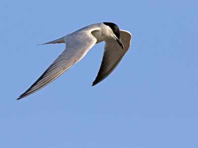 Gull-billed Tern (Gelochelidon nilotica)