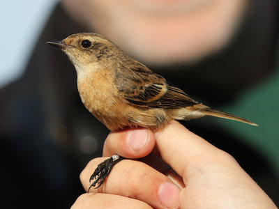 Stejnegerīs Stonechat (Saxicola stejnegeri)
