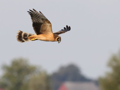 Pallid Harrier (Circus macrourus)