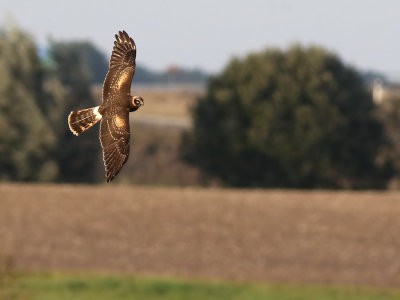 Pallid Harrier (Circus macrourus) 