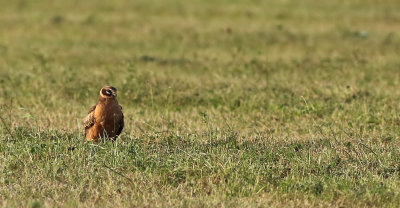 Pallid Harrier (Circus macrourus)