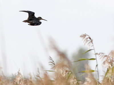 Great Snipe (Gallinago media)