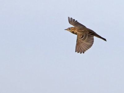 Red-throated pipit (Anthus cervinus)