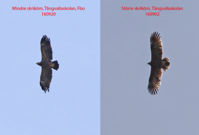 Lesser spotted eagle vs. Greater spotted eagle 