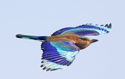 Indian roller (Coracias benghalensis)