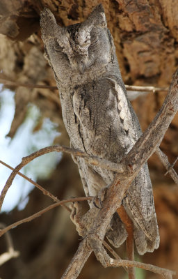 Pallid Scops-owl (Otus brucei) 