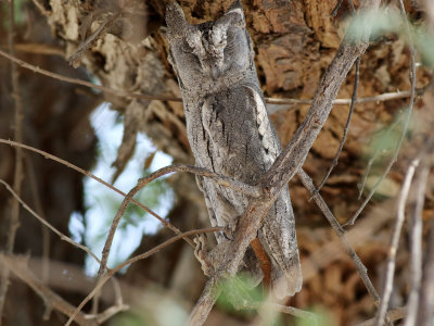 Pallid Scops-owl (Otus brucei)