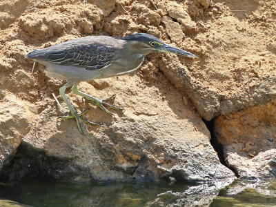 Striated Heron (Butorides striata)