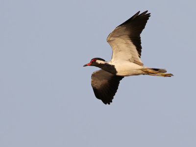 Red-wattled Lapwing (Vanellus indicus) 