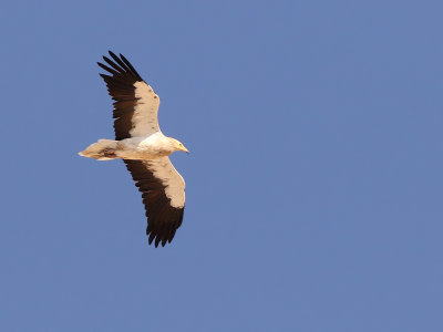  Egyptian vulture (Neophron percnopterus)