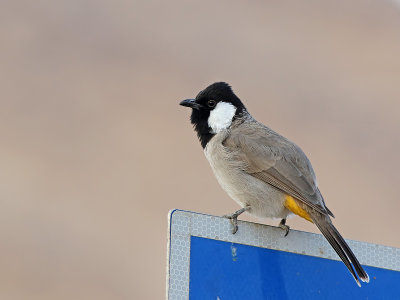 White-eared Bulbul (Pycnonotus leucotis)