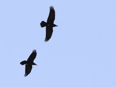Brown-necked Raven (Corvus ruficollis) 