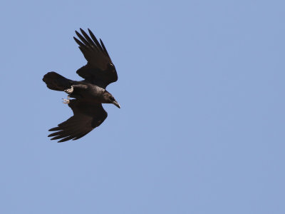 Brown-necked Raven (Corvus ruficollis) 