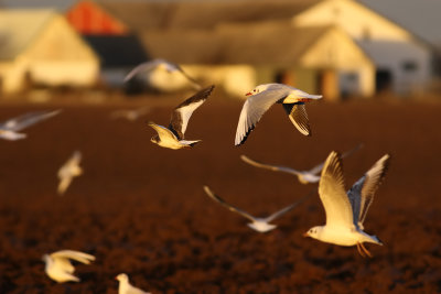 Sabine's Gull (Xema sabini) 