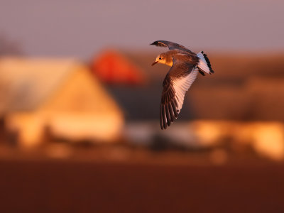 Sabines Gull (Xema sabini) 