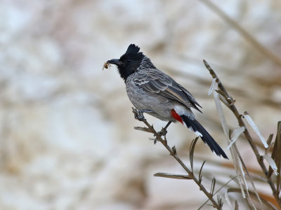 Red-vented Bulbul (Pycnonotus cafer) 