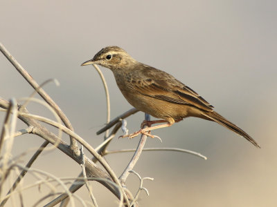 Long-billed Pipit (Anthus similis)