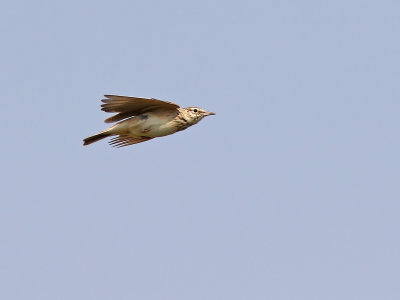 Oriental skylark (Alauda gulgula)