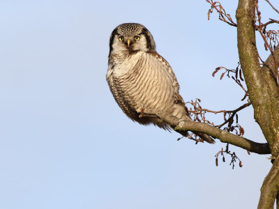 Northern Hawk Owl (Surnia ulula) 