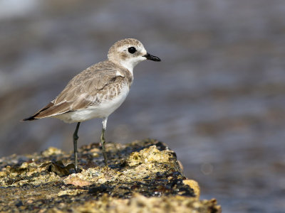 Lesser Sand Plover (Charadrius mongolus)