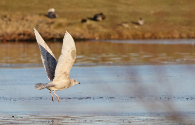 Iceland Gull (Larus glaucoides)