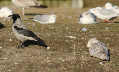 Iceland Gull (Larus glaucoides) 