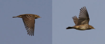 Red-throated pipit (Anthus cervinus)